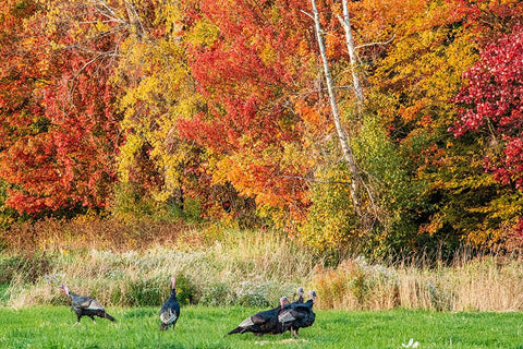 USA-Vermont-Morrisville Lyle McKee Road-fall foliage-flock of wild turkeys White Modern Wood Framed Art Print with Double Matting by Jones, Allison