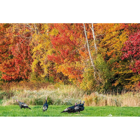 USA-Vermont-Morrisville Lyle McKee Road-fall foliage-flock of wild turkeys Black Modern Wood Framed Art Print by Jones, Allison