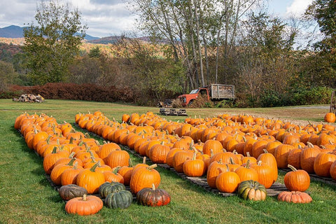 USA-Vermont-Stowe-West Hill Rd-pumpkin field Black Ornate Wood Framed Art Print with Double Matting by Jones, Allison