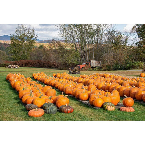 USA-Vermont-Stowe-West Hill Rd-pumpkin field Black Modern Wood Framed Art Print by Jones, Allison