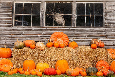 USA-Vermont-Stowe-West Hill Rd-pumpkin field White Modern Wood Framed Art Print with Double Matting by Jones, Allison