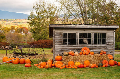 USA-Vermont-Stowe-West Hill Rd-pumpkin field White Modern Wood Framed Art Print with Double Matting by Jones, Allison