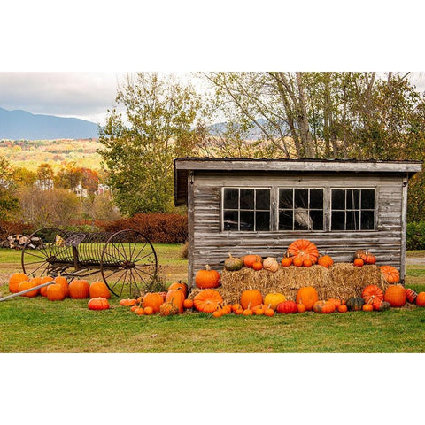 USA-Vermont-Stowe-West Hill Rd-pumpkin field Gold Ornate Wood Framed Art Print with Double Matting by Jones, Allison