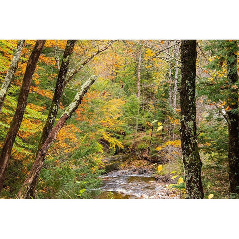 USA-Vermont-Stowe-Sterling Valley tributary to Little River in fall foliage Gold Ornate Wood Framed Art Print with Double Matting by Jones, Allison