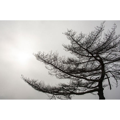 USA-Vermont-Morrisville-Jopson Lane Tree silhouetted against winter sky Black Modern Wood Framed Art Print by Jones, Allison