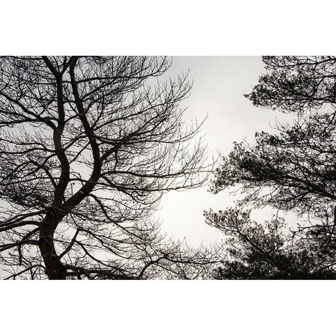USA-Vermont-Morrisville-Jopson Lane Tree silhouetted against winter sky Black Modern Wood Framed Art Print by Jones, Allison