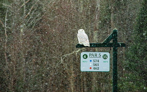 USA-Vermont-Morrisville Female snowy owl in snow on golf course Black Ornate Wood Framed Art Print with Double Matting by Jones, Allison