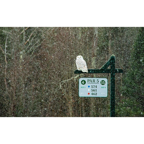USA-Vermont-Morrisville Female snowy owl in snow on golf course Gold Ornate Wood Framed Art Print with Double Matting by Jones, Allison