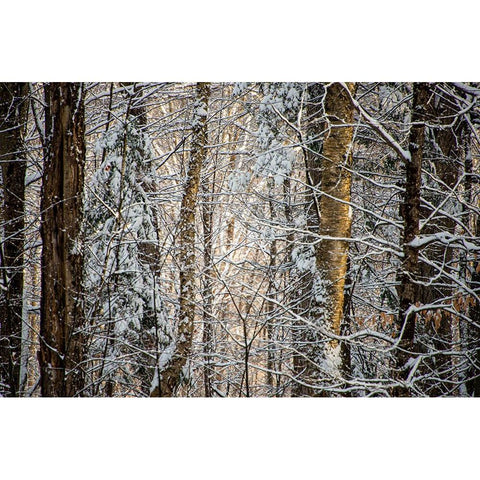 USA-Vermont-Morrisville-snow covered forest full of trees White Modern Wood Framed Art Print by Jones, Allison