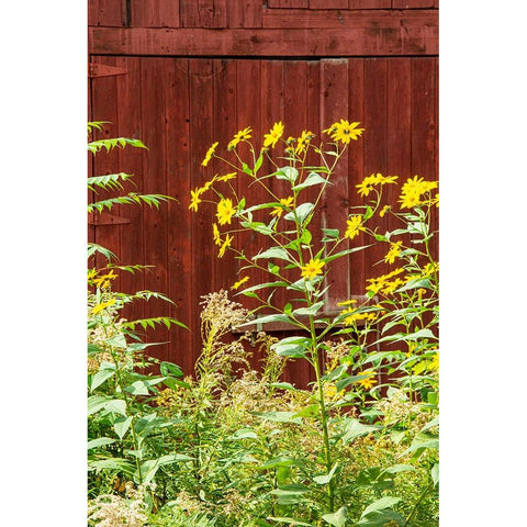 USA-Vermont-New England-autumn daisies against red barn White Modern Wood Framed Art Print by Jones, Allison