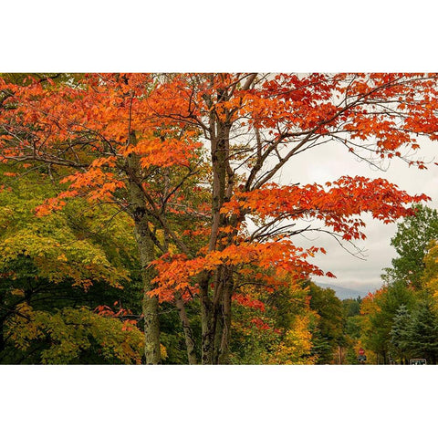USA-Vermont-New England-Stowe Mt Mansfield parking lot view Black Modern Wood Framed Art Print by Jones, Allison