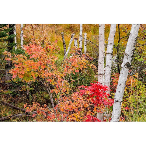 USA-Vermont-Stowe-birch trees around wetlands above the Toll House on Route 108 White Modern Wood Framed Art Print by Jones, Allison
