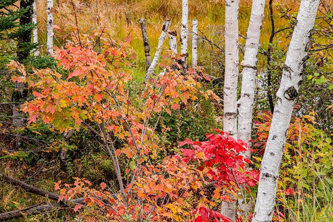 USA-Vermont-Stowe-birch trees around wetlands above the Toll House on Route 108 Black Ornate Wood Framed Art Print with Double Matting by Jones, Allison