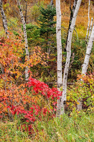 USA-Vermont-Stowe-birch trees around wetlands above the Toll House on Route 108 White Modern Wood Framed Art Print with Double Matting by Jones, Allison