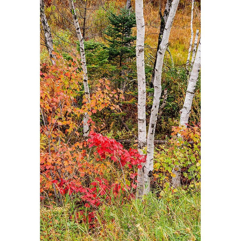 USA-Vermont-Stowe-birch trees around wetlands above the Toll House on Route 108 Black Modern Wood Framed Art Print by Jones, Allison