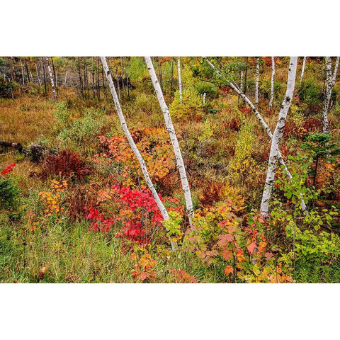 USA-Vermont-Stowe-birch trees around wetlands above the Toll House on Route 108 Gold Ornate Wood Framed Art Print with Double Matting by Jones, Allison