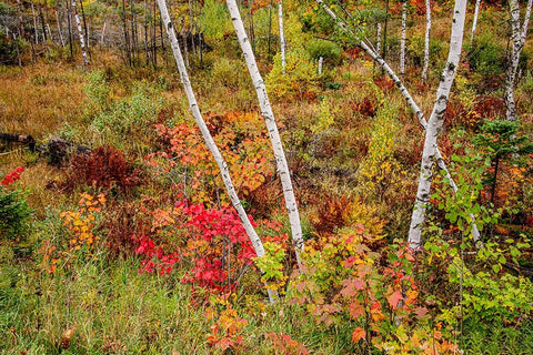 USA-Vermont-Stowe-birch trees around wetlands above the Toll House on Route 108 White Modern Wood Framed Art Print with Double Matting by Jones, Allison