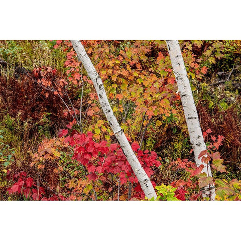 USA-Vermont-Stowe-birch trees around wetlands above the Toll House on Route 108 Gold Ornate Wood Framed Art Print with Double Matting by Jones, Allison