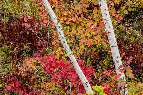 USA-Vermont-Stowe-birch trees around wetlands above the Toll House on Route 108 White Modern Wood Framed Art Print with Double Matting by Jones, Allison