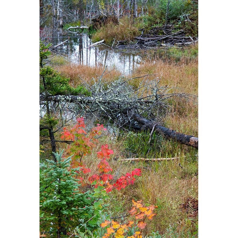 USA-Vermont-Stowe-birch trees around wetlands above the Toll House on Route 108 Black Modern Wood Framed Art Print by Jones, Allison