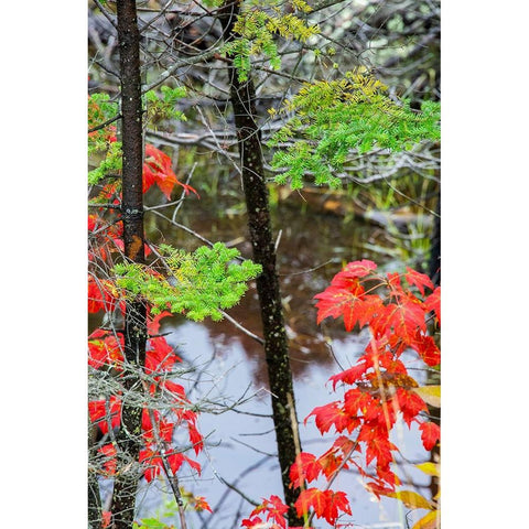 USA-Vermont-Stowe-birch trees around wetlands above the Toll House on Route 108 Black Modern Wood Framed Art Print by Jones, Allison