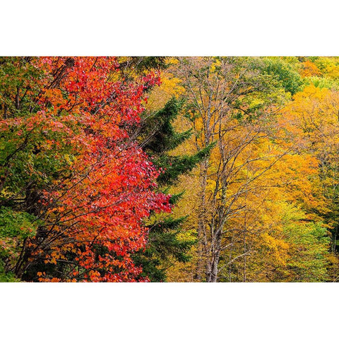 USA-Vermont-Fall foliage in Mad River Valley along trail to Warren Falls White Modern Wood Framed Art Print by Jones, Allison