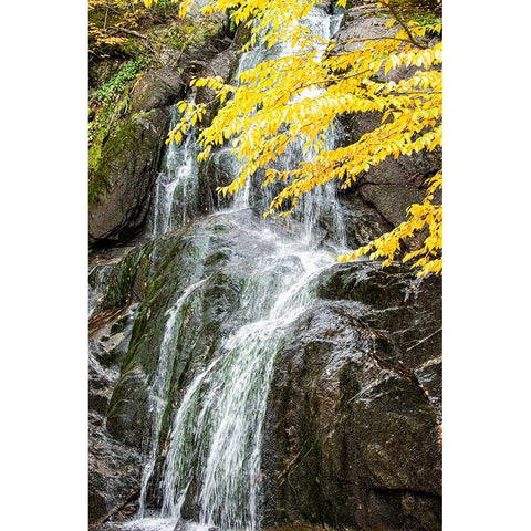 USA-Vermont-Fall foliage in Mad River Valley along trail to Warren Falls Black Modern Wood Framed Art Print by Jones, Allison