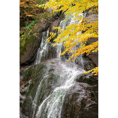 USA-Vermont-Fall foliage in Mad River Valley along trail to Warren Falls Gold Ornate Wood Framed Art Print with Double Matting by Jones, Allison