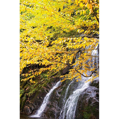 USA-Vermont-Fall foliage in Mad River Valley along trail to Warren Falls Black Modern Wood Framed Art Print by Jones, Allison