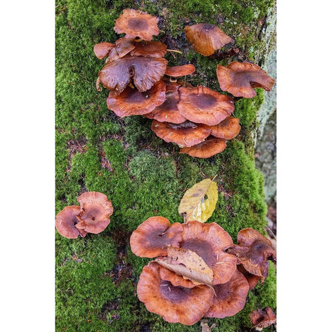 USA-Vermont-Fall foliage and mushrooms in Mad River Valley along trail to Warren Falls Black Modern Wood Framed Art Print by Jones, Allison