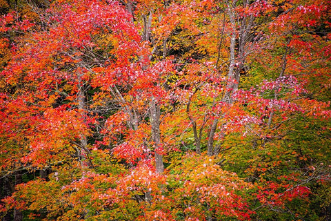 USA-Vermont-Fall foliage in Green Mountains at Bread Loaf-owned by Middlebury College White Modern Wood Framed Art Print with Double Matting by Jones, Allison