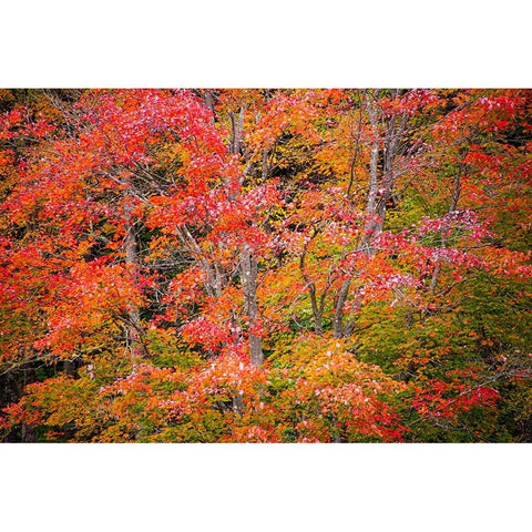 USA-Vermont-Fall foliage in Green Mountains at Bread Loaf-owned by Middlebury College Black Modern Wood Framed Art Print with Double Matting by Jones, Allison