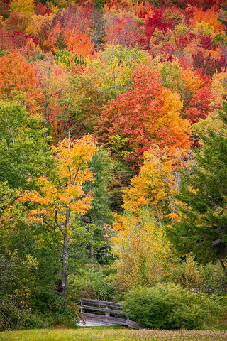 USA-Vermont-Fall foliage in Green Mountains at Bread Loaf-owned by Middlebury College Black Ornate Wood Framed Art Print with Double Matting by Jones, Allison