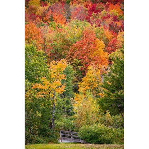 USA-Vermont-Fall foliage in Green Mountains at Bread Loaf-owned by Middlebury College Gold Ornate Wood Framed Art Print with Double Matting by Jones, Allison