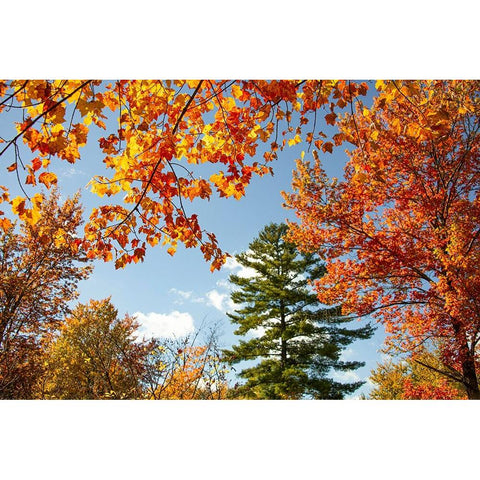 USA-Vermont-Fall foliage in Morrisville on Jopson Lane Black Modern Wood Framed Art Print with Double Matting by Jones, Allison