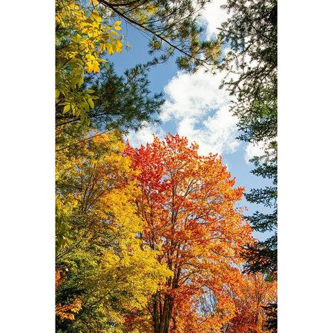 USA-Vermont-Fall foliage in Morrisville on Jopson Lane Black Modern Wood Framed Art Print with Double Matting by Jones, Allison