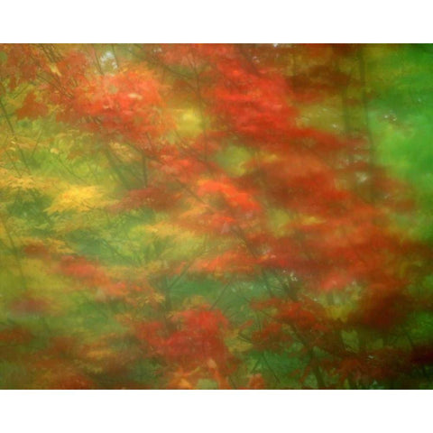 Vermont Abstract of maple trees Black Modern Wood Framed Art Print by Zuckerman, Jim