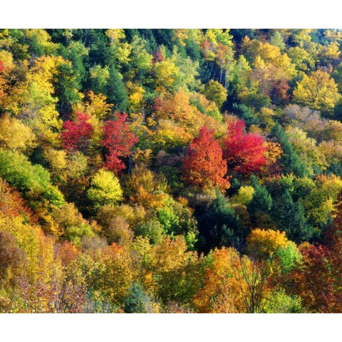 Vermont, Autumn Colors in the forest of Vermont Black Modern Wood Framed Art Print with Double Matting by Talbot Frank, Christopher