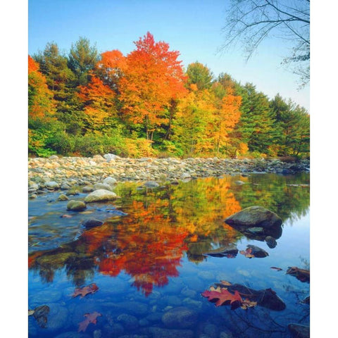 Vermont, Autumn reflecting in a stream White Modern Wood Framed Art Print by Talbot Frank, Christopher