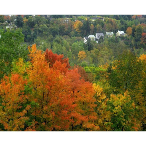 Vermont, St Johnsbury Hillside Trees and homes White Modern Wood Framed Art Print by Terrill, Steve