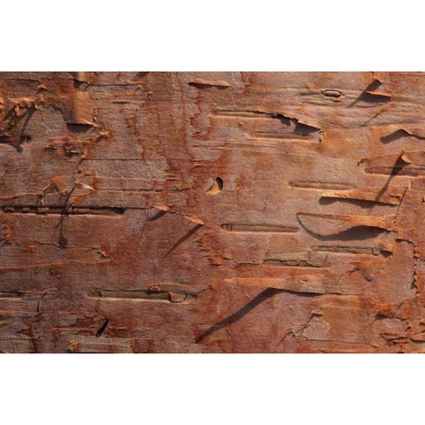 USA, Vermont Birch bark close-up White Modern Wood Framed Art Print by Bush, Marie
