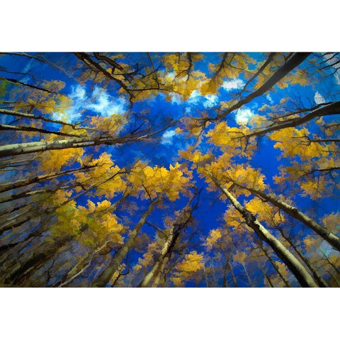 Vermont Abstract of looking up at trees with autumn foliage Black Modern Wood Framed Art Print by Jaynes Gallery