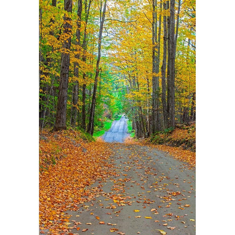 USA-New England-Vermont tree-lined roadway in Autumns Fall colors Black Modern Wood Framed Art Print by Gulin, Sylvia