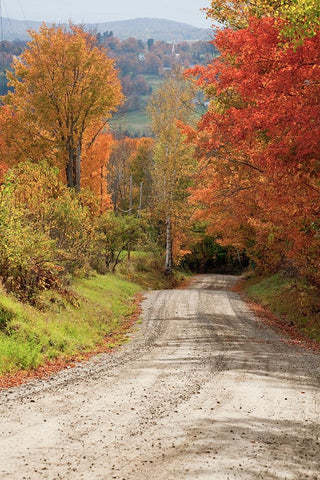 USA-New England-Vermont tree-lined roadway in Autumns Fall colors White Modern Wood Framed Art Print with Double Matting by Gulin, Sylvia