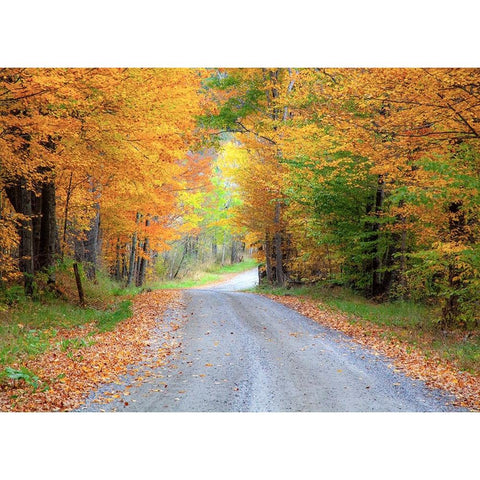 USA-New England-Vermont tree-lined roadway in Autumns Fall colors Black Modern Wood Framed Art Print by Gulin, Sylvia