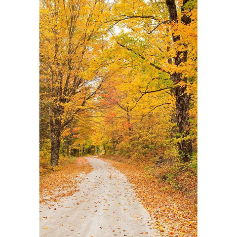USA-New England-Vermont tree-lined roadway in Autumns Fall colors Gold Ornate Wood Framed Art Print with Double Matting by Gulin, Sylvia