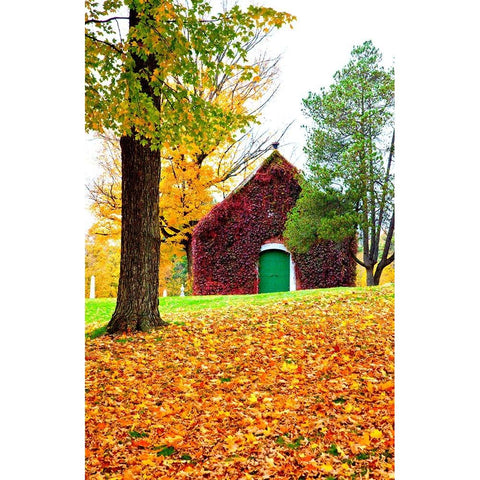 USA-New England-Vermont old brick building covered with ivy in Fall color Gold Ornate Wood Framed Art Print with Double Matting by Gulin, Sylvia