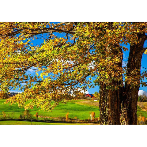 USA-New England-Vermont red barn in the countryside with Fall colors White Modern Wood Framed Art Print by Gulin, Sylvia