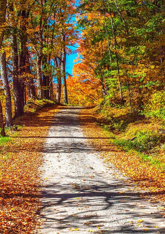 USA-New England-Vermont gravel road lined with sugar maple in full Fall color White Modern Wood Framed Art Print with Double Matting by Gulin, Sylvia