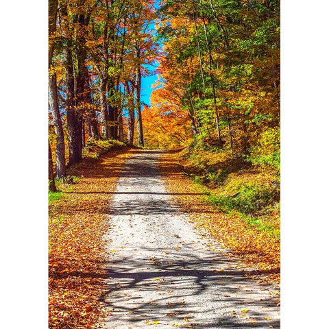 USA-New England-Vermont gravel road lined with sugar maple in full Fall color Black Modern Wood Framed Art Print by Gulin, Sylvia